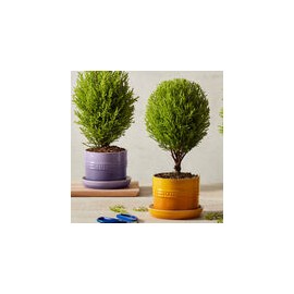 Base para Plantas