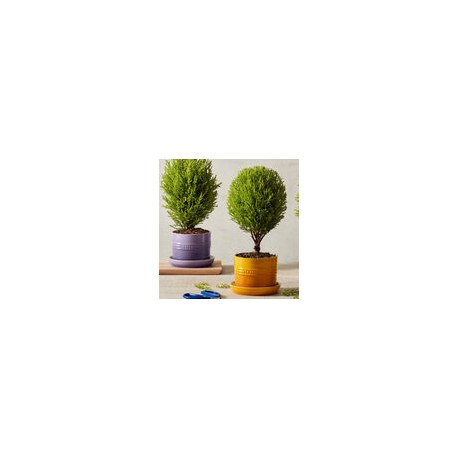Base para Plantas